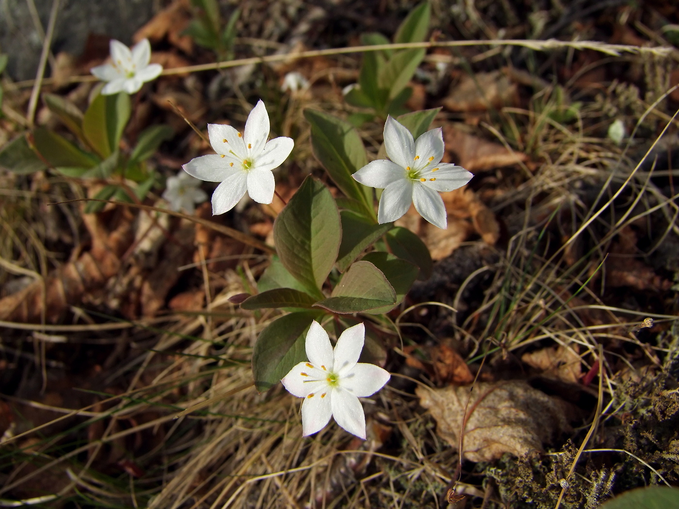 Изображение особи Trientalis europaea.