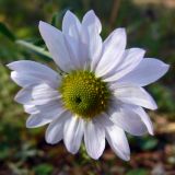 Chrysanthemum zawadskii