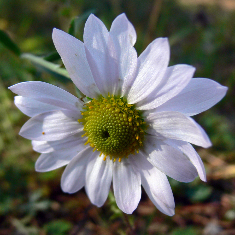 Image of Chrysanthemum zawadskii specimen.