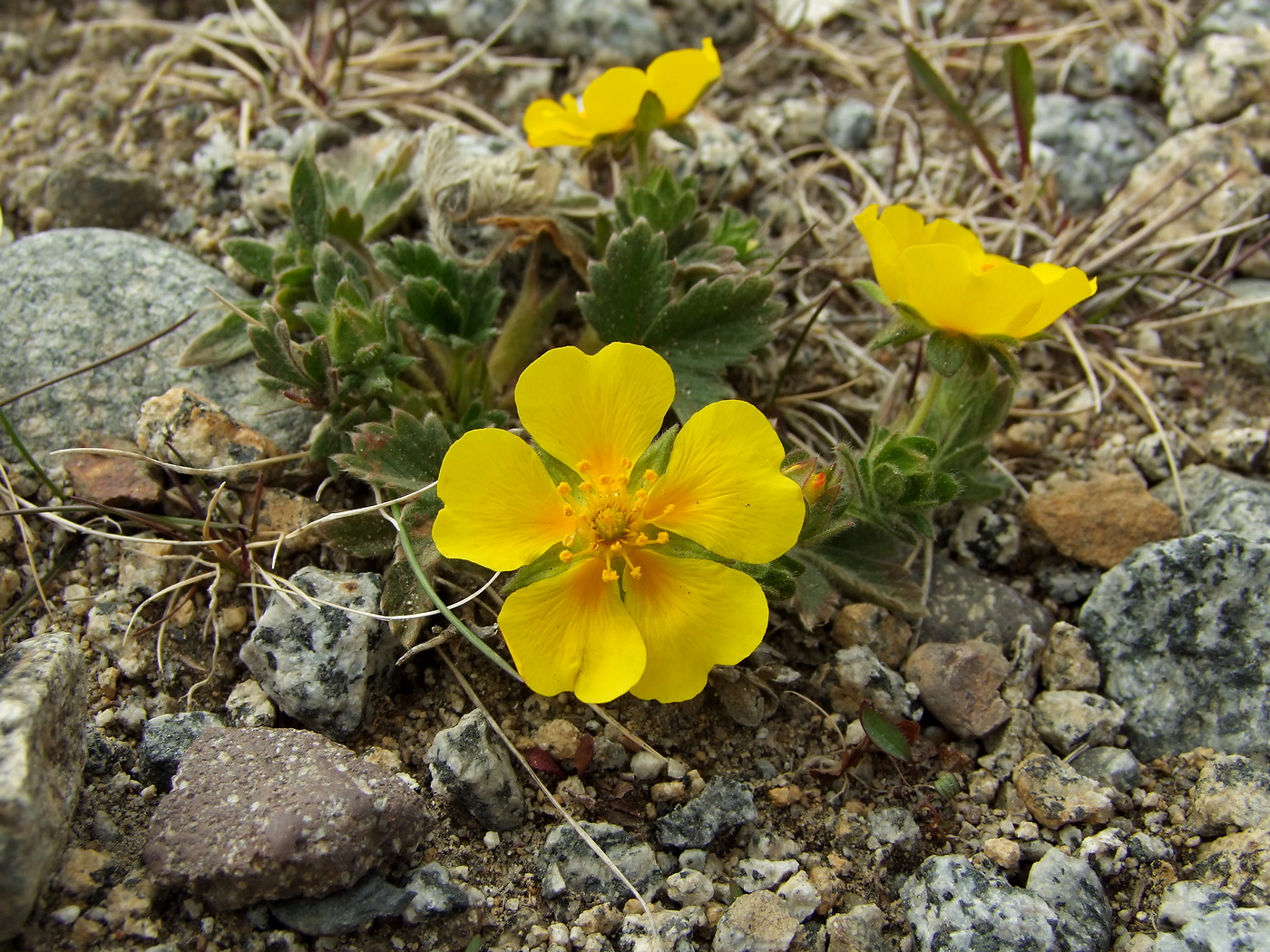 Image of Potentilla fragiformis specimen.