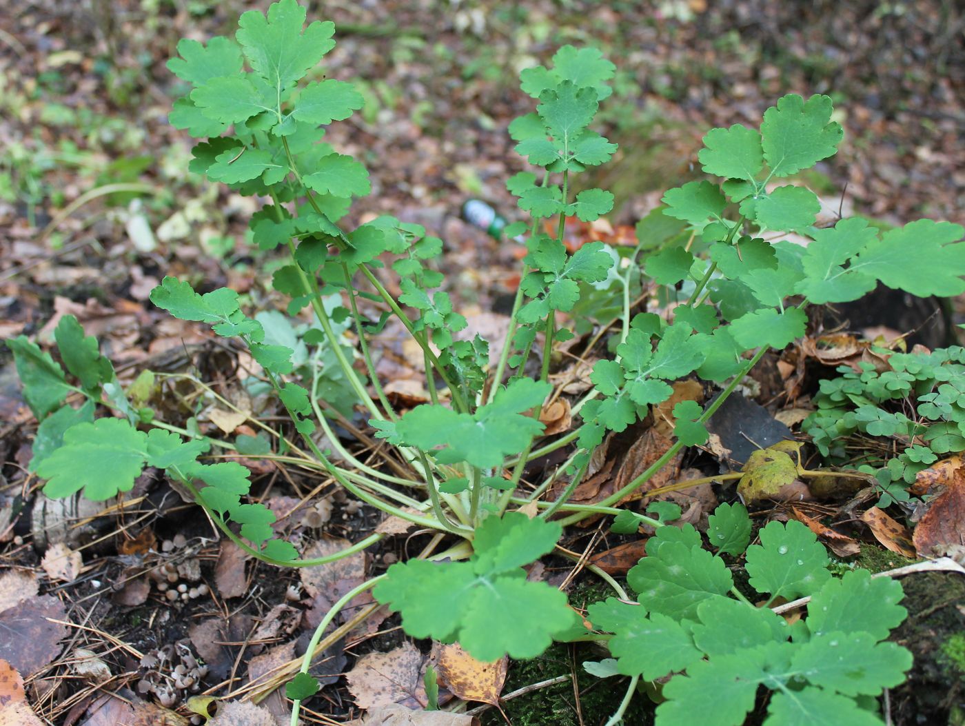 Изображение особи Chelidonium majus.