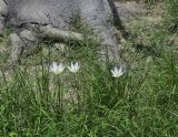 Zephyranthes candida