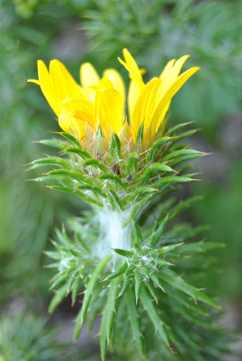 Image of Cullumia squarrosa specimen.