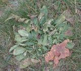 Oenothera biennis. Вегетирующее растение во время заморозка. Тверская обл., г. Тверь, Городской сад, газон. 13 ноября 2018 г.