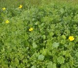 Glebionis coronaria