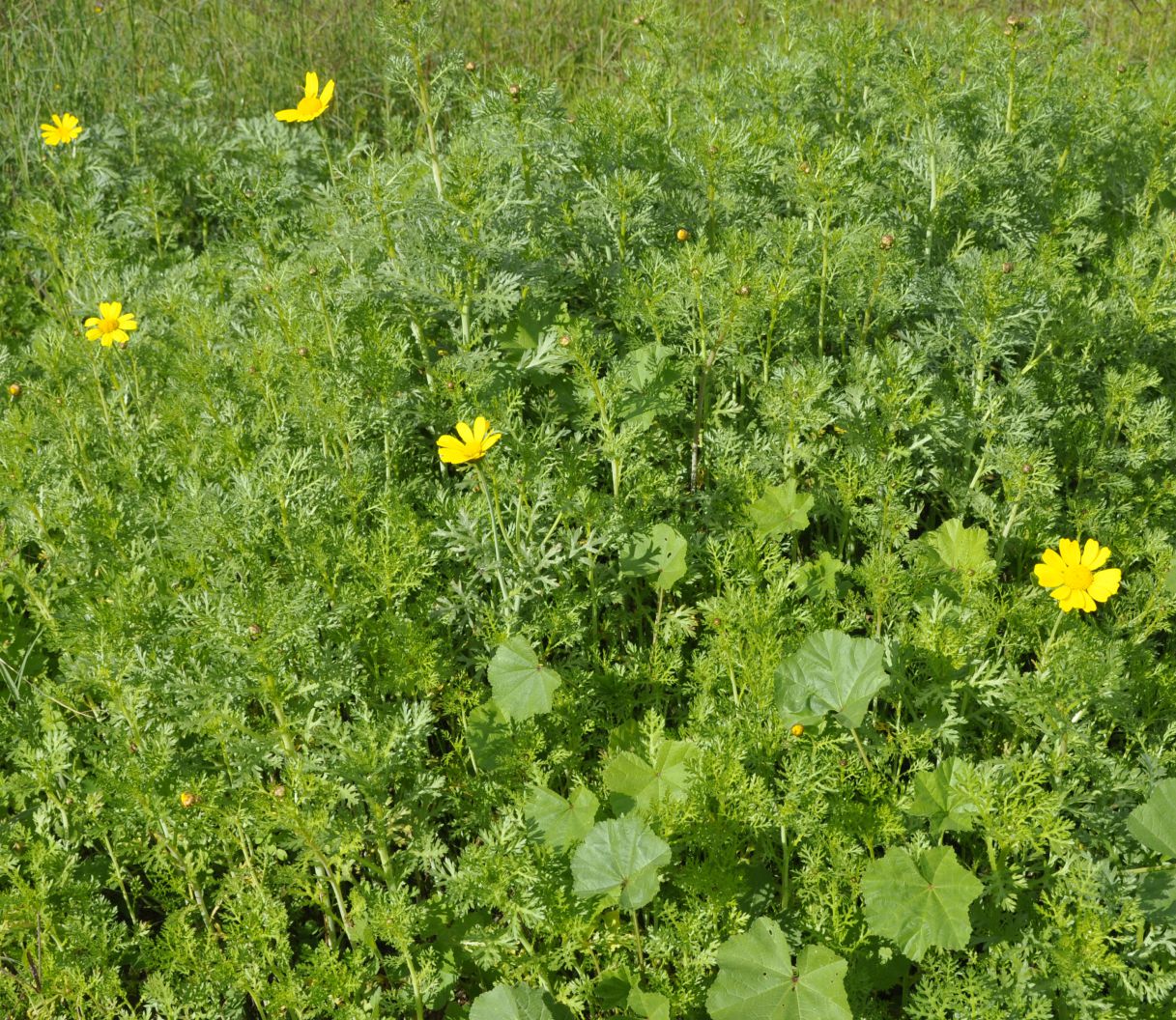 Image of Glebionis coronaria specimen.