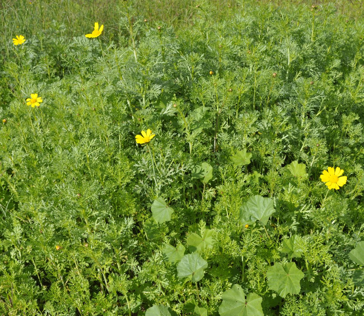 Изображение особи Glebionis coronaria.