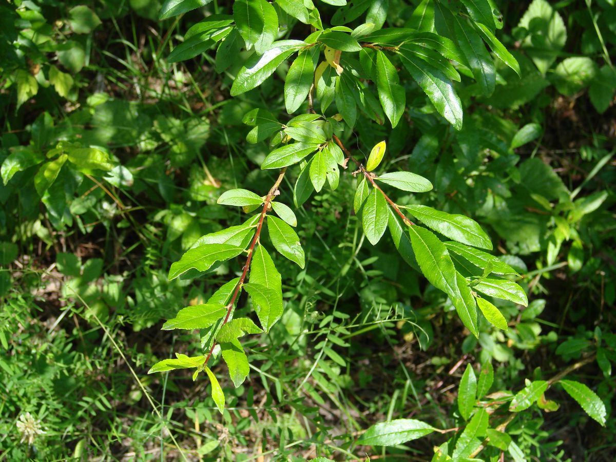 Image of Salix rhamnifolia specimen.