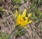 genus Tragopogon. Верхушка цветущего растения c мухой-пестрокрылкой (на стебле) и питающимися и спаривающимися жуками. Грузия, Боржоми-Харагаульский национальный парк, маршрут №6; ≈ 1600 м н.у.м, окружённый смешанным лесом луг на склоне горы. 26.05.2018.