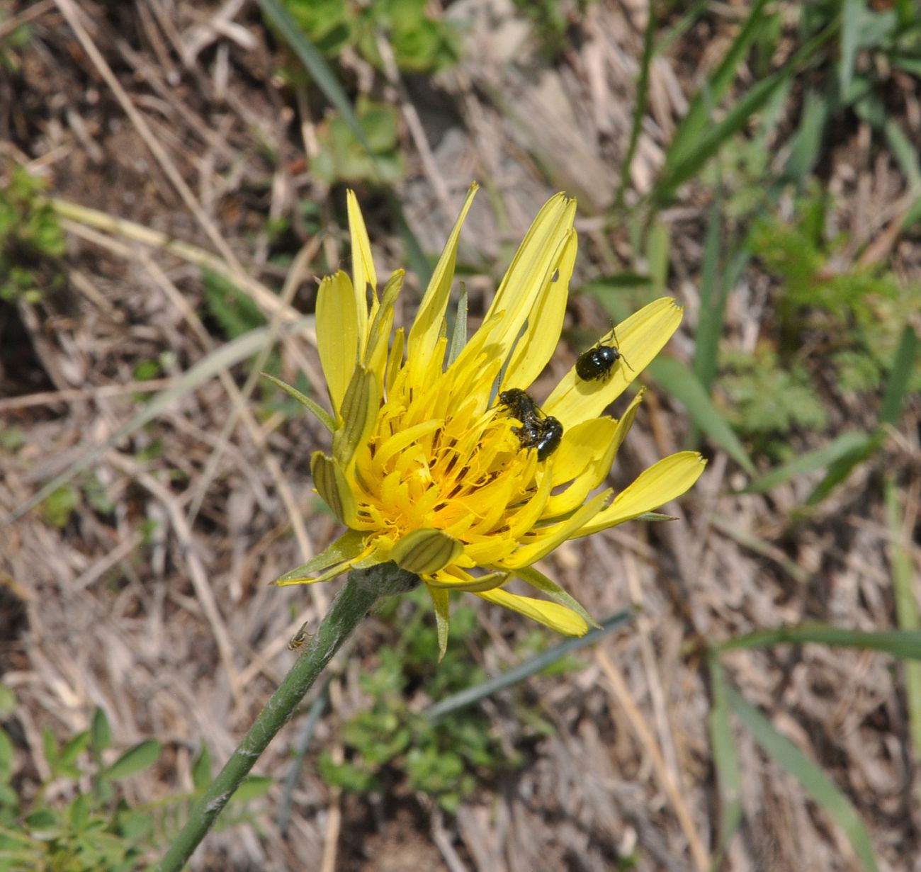 Изображение особи род Tragopogon.