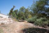 Allocasuarina inophloia