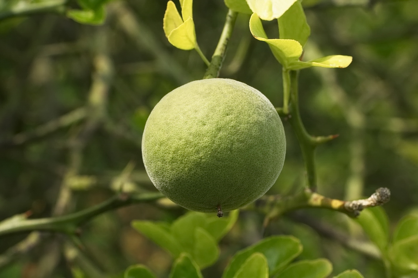 Image of Poncirus trifoliata specimen.