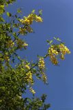 Laburnum anagyroides