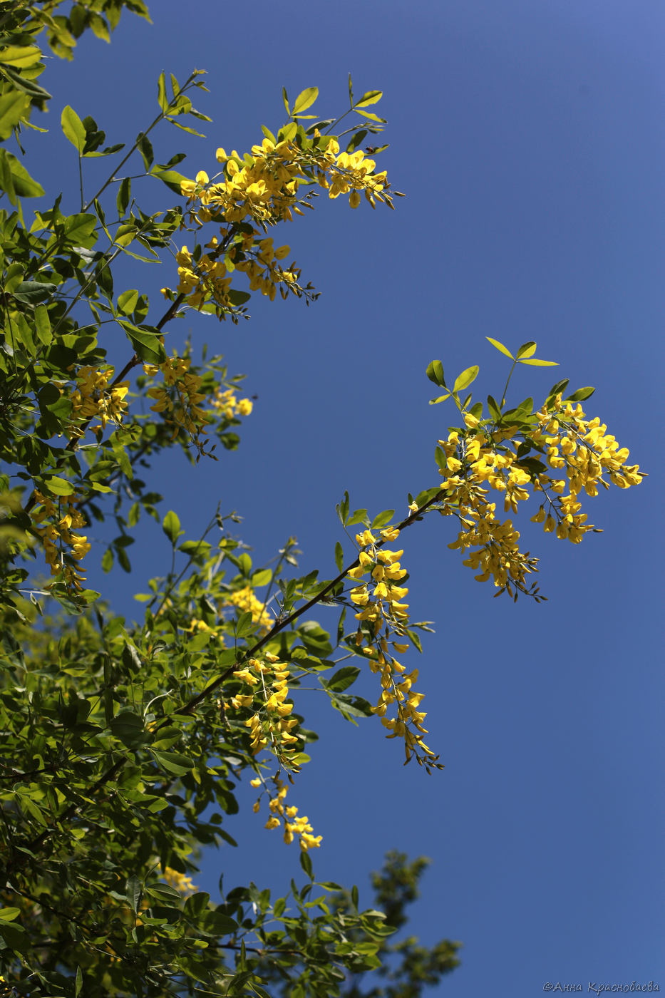 Image of Laburnum anagyroides specimen.