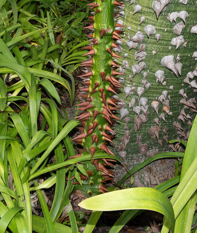 Image of Ceiba insignis specimen.