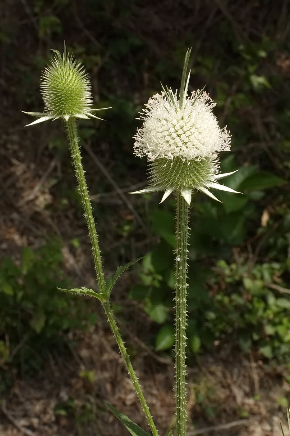 Image of Dipsacus laciniatus specimen.