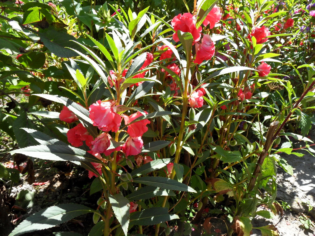 Image of Impatiens balsamina specimen.