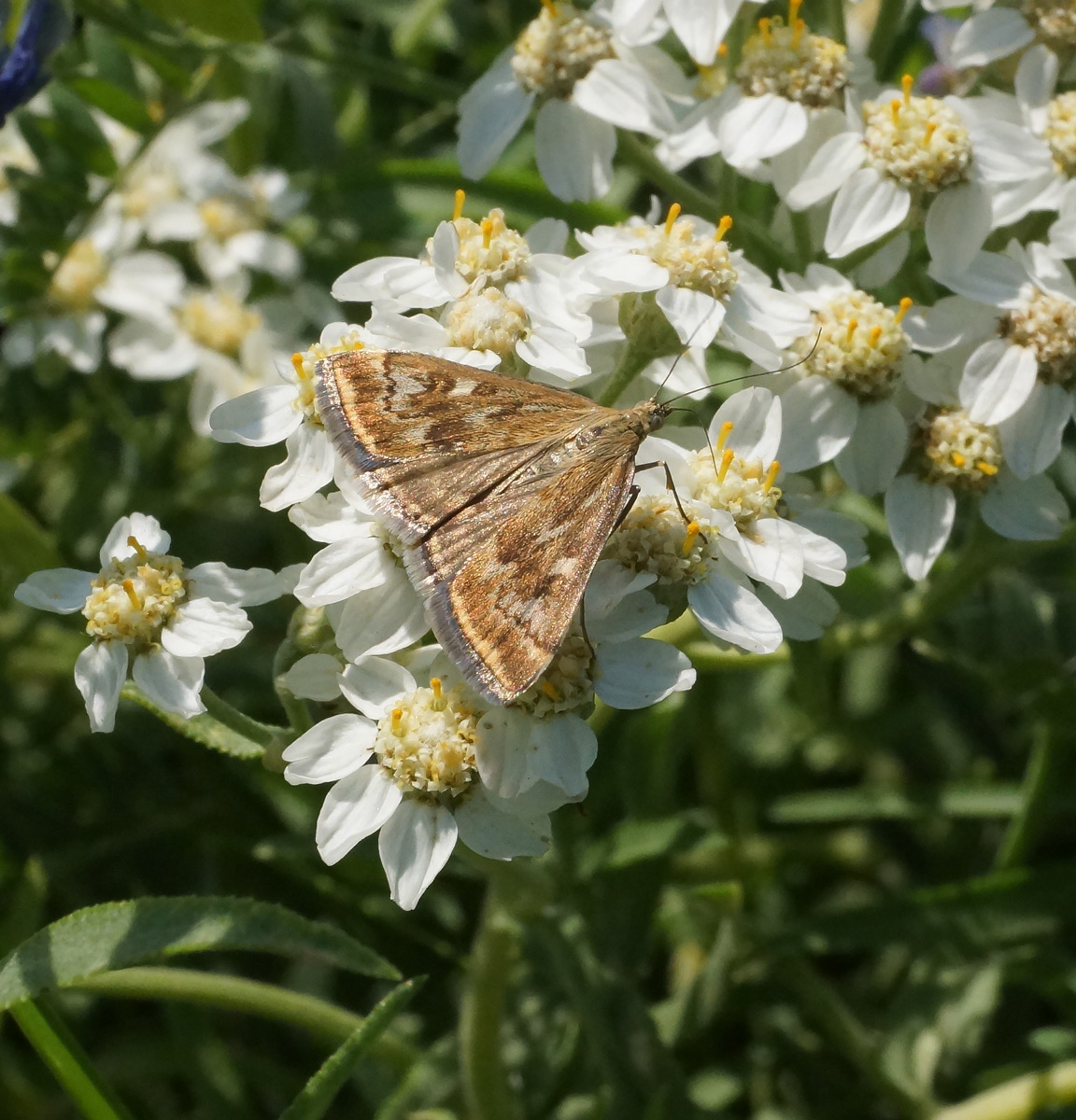 Изображение особи Achillea cartilaginea.