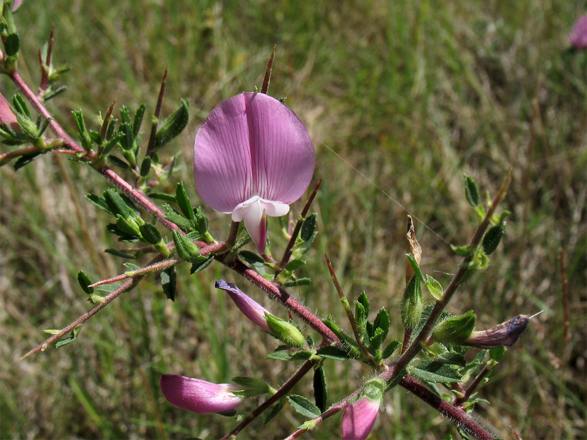 Image of Ononis spinosa specimen.