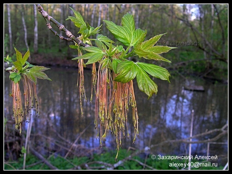 Image of Acer negundo specimen.