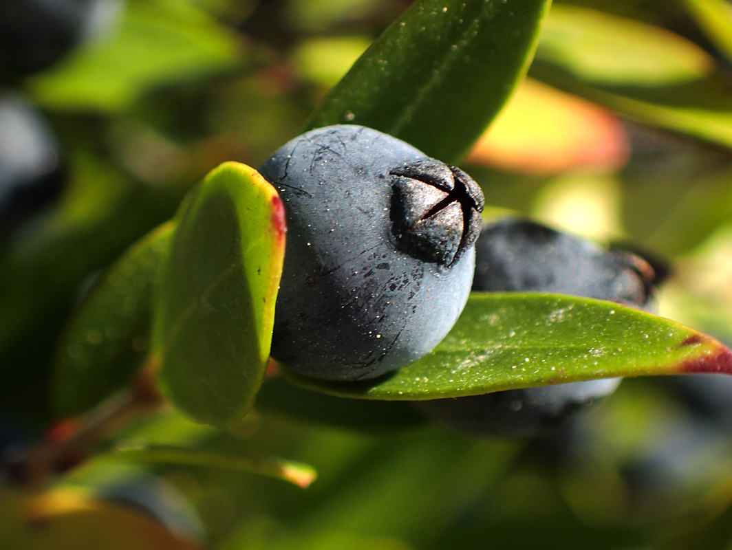 Image of Myrtus communis specimen.