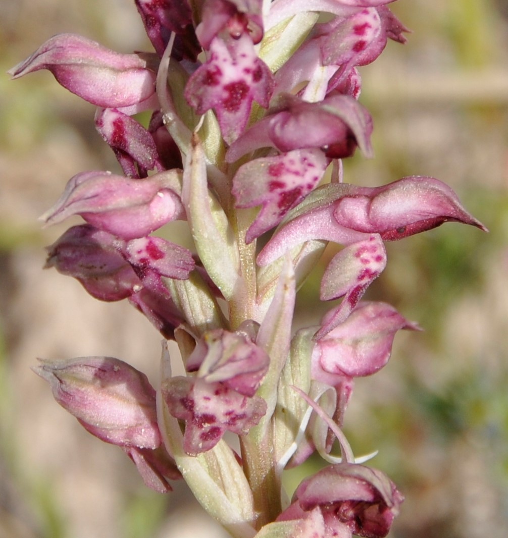 Image of Anacamptis coriophora ssp. fragrans specimen.