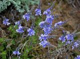 Veronica capsellicarpa. Верхушки побегов с соцветиями. Астраханская обл., берег оз. Баскунчак, окр. Баскунчакской пещеры, сухая степь. 02.05.2019.