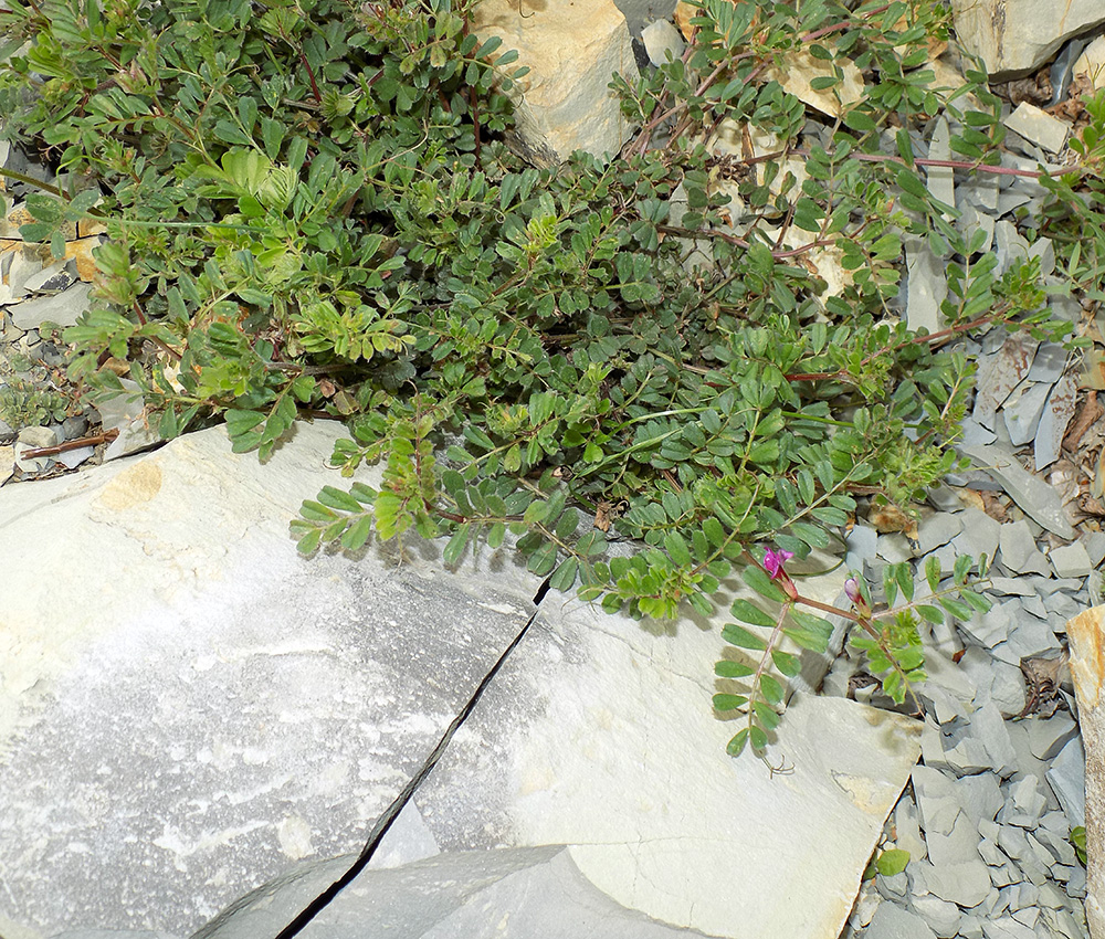Image of Vicia cordata specimen.