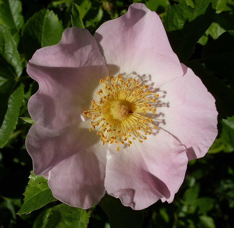 Image of Rosa &times; malmundariensis specimen.