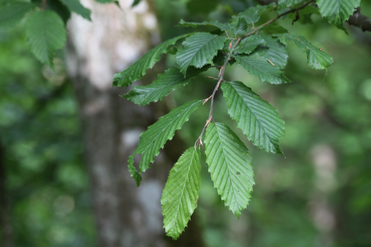 Изображение особи Carpinus betulus.