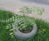 род Aralia