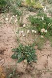 Klasea cardunculus. Отцветшее растение в окружении Ferula (предположительно ferulaeoides), Agropyron desertorum, Artemisia terrae-albae. Казахстан, Карагандинская обл., Улытауский р-н, водораздел реки Дуйсембай и сая Жаркудук, постпирогенное сообщество (2 года после пожара). 01.06.2019.