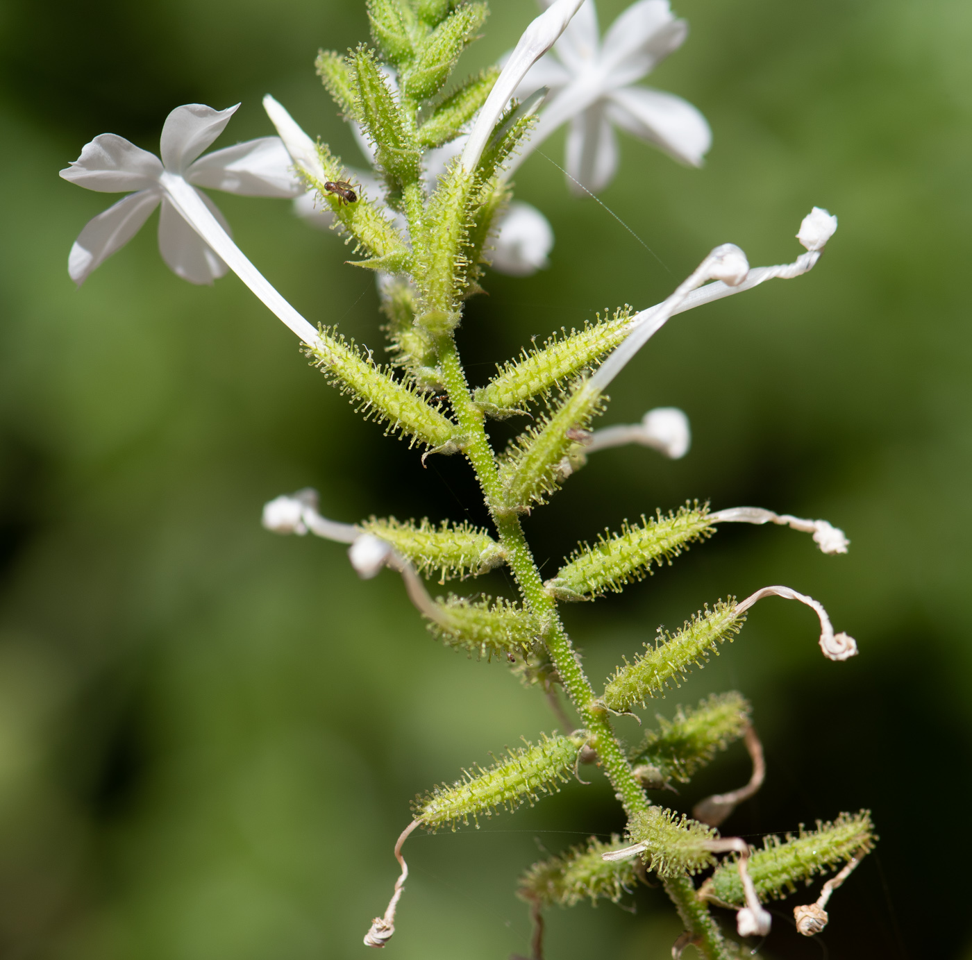 Image of Plumbago zeylanica specimen.