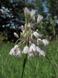 Allium paniculatum. Соцветие. Карачаево-Черкесия, Урупский р-н, окр. с. Курджиново, остепнённый выход скалы. 3 августа 2019 г.