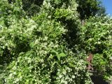 Philadelphus coronarius. Цветущий кустарник. Волгоград, пос. Металлургов, ВР Ботсад, в культуре. 25.05.2019.