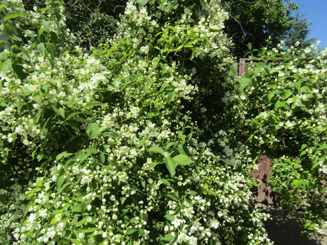 Image of Philadelphus coronarius specimen.