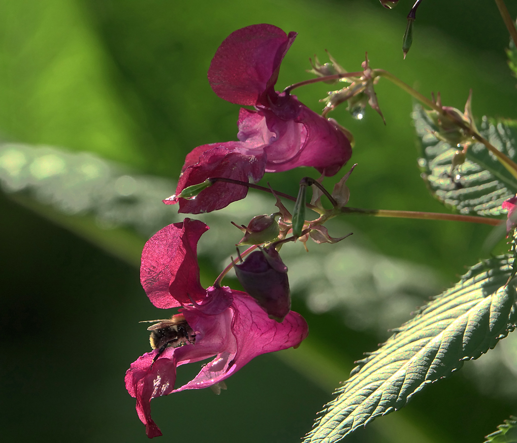 Image of Impatiens glandulifera specimen.