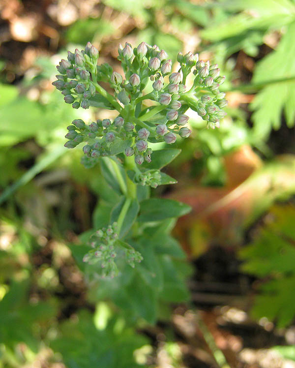 Изображение особи Hylotelephium triphyllum.