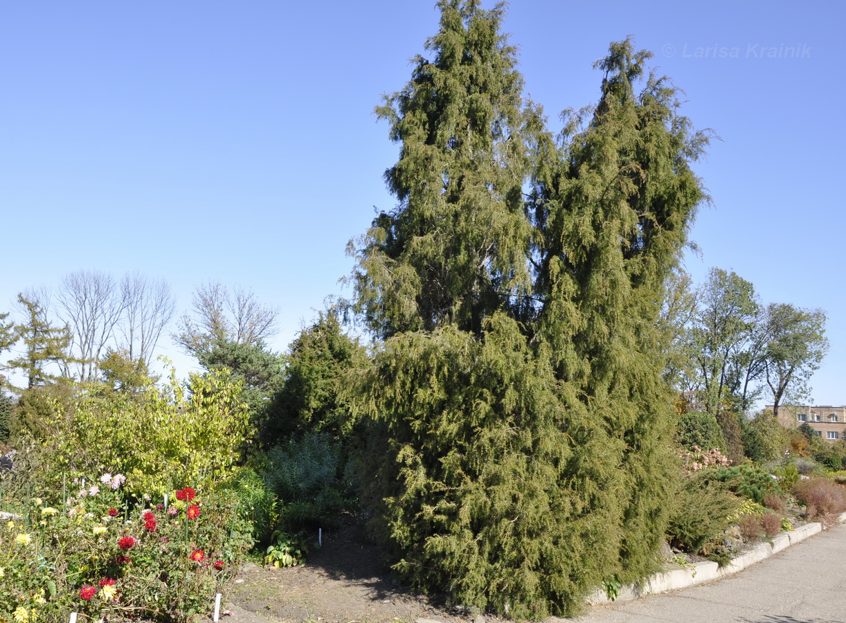 Image of Juniperus rigida specimen.