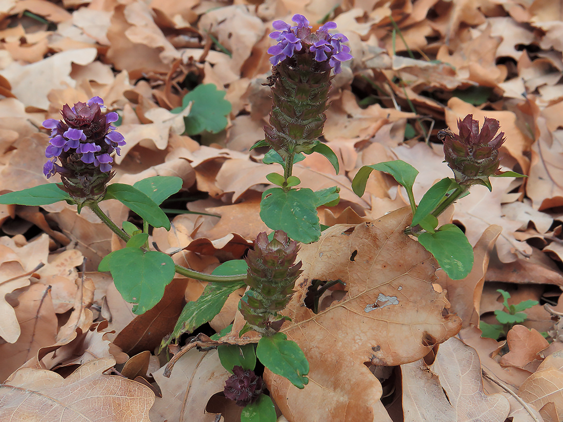 Изображение особи Prunella vulgaris.