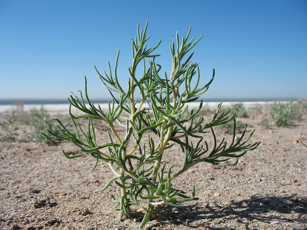 Изображение особи Halimocnemis longifolia.