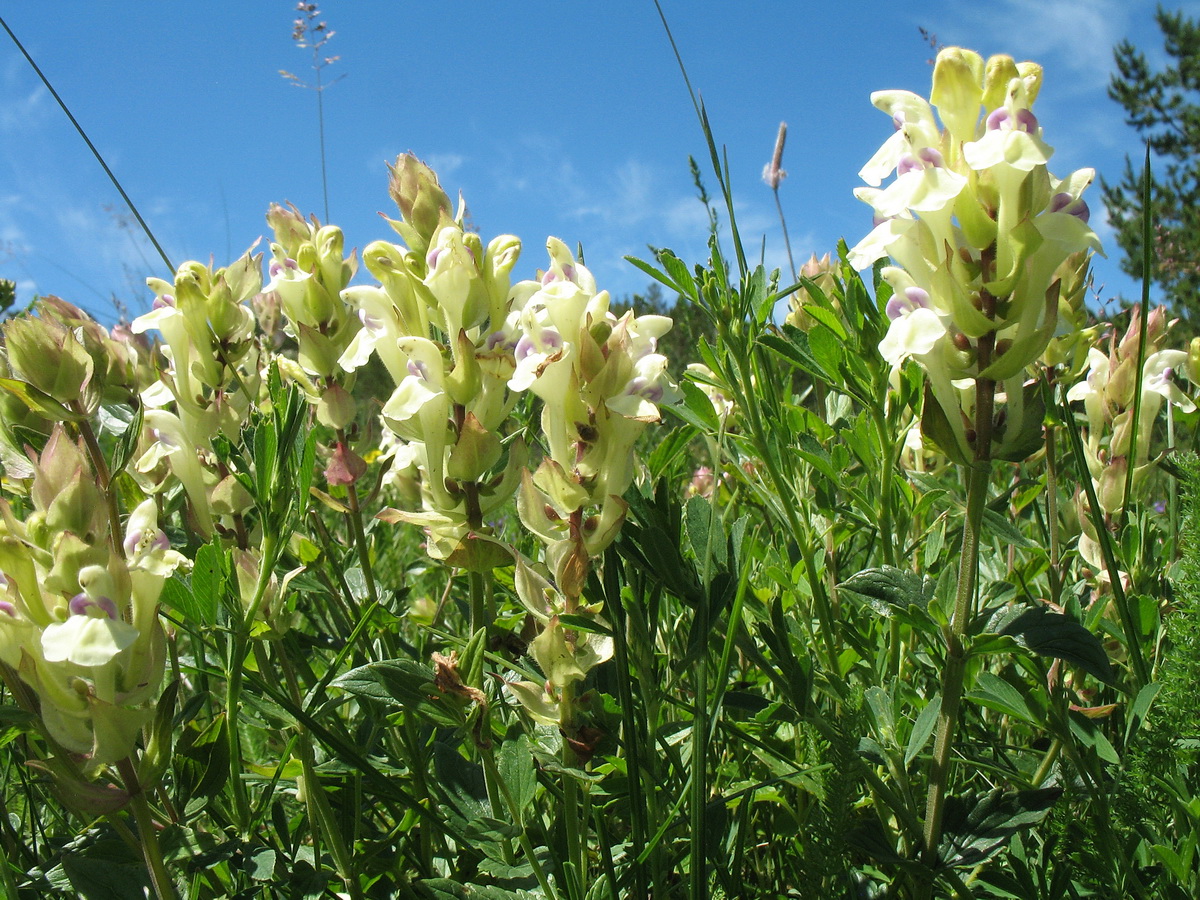 Изображение особи Scutellaria stepposa.