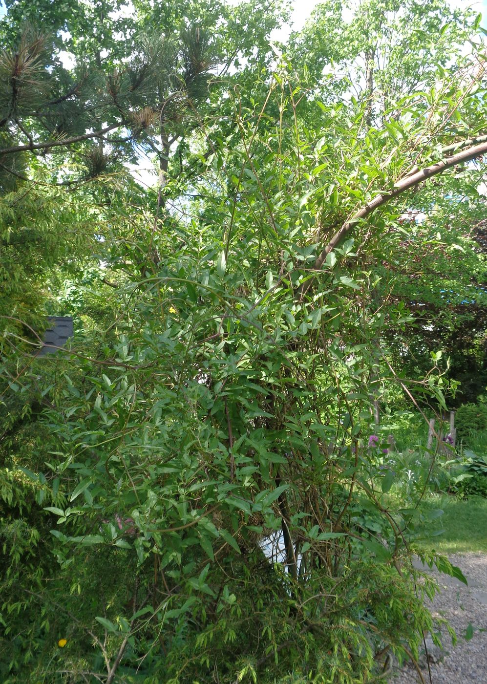 Image of Clematis tangutica specimen.