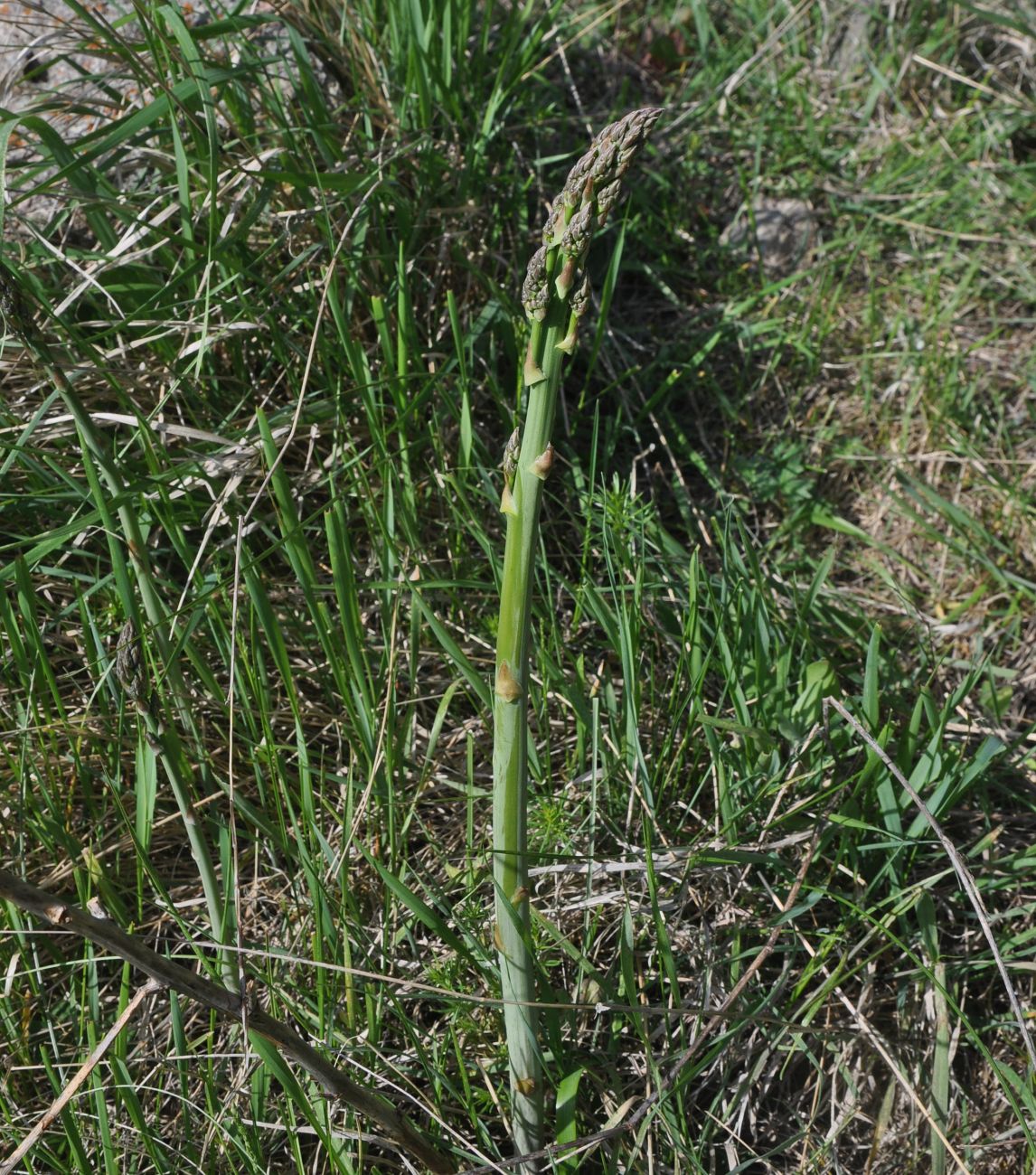 Изображение особи род Asparagus.