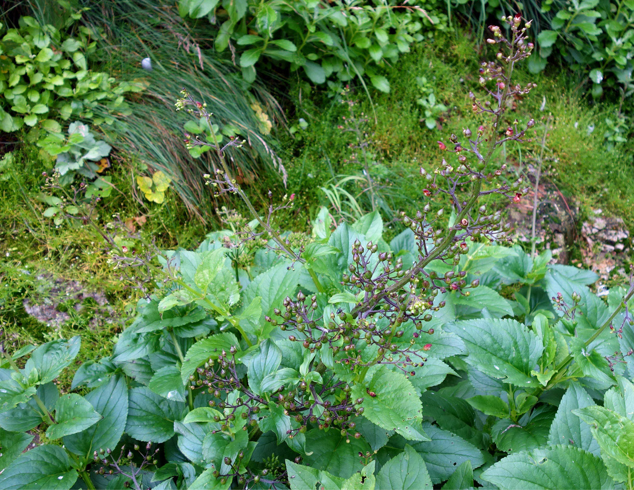 Image of Scrophularia grayana specimen.