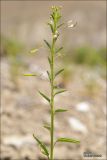Cleome canescens