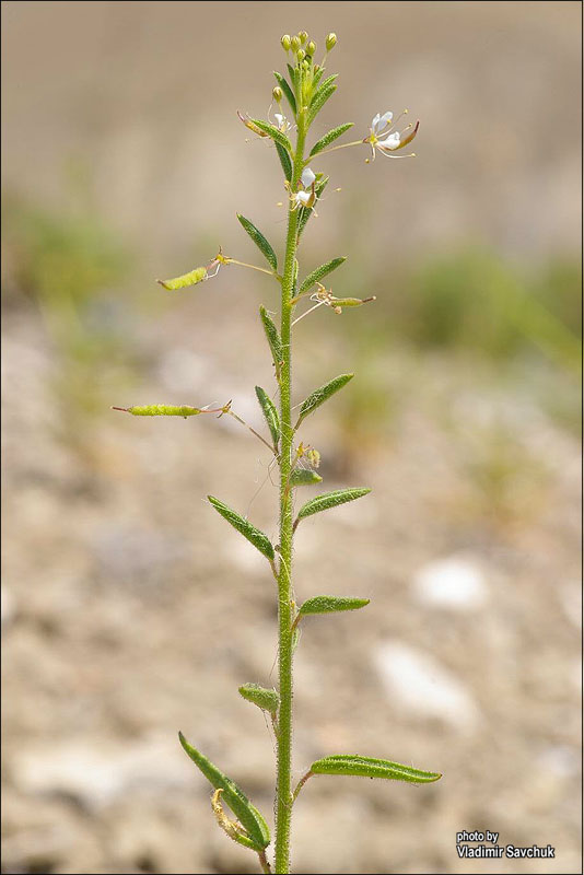 Изображение особи Cleome canescens.