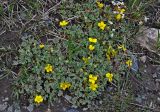 Potentilla acaulis