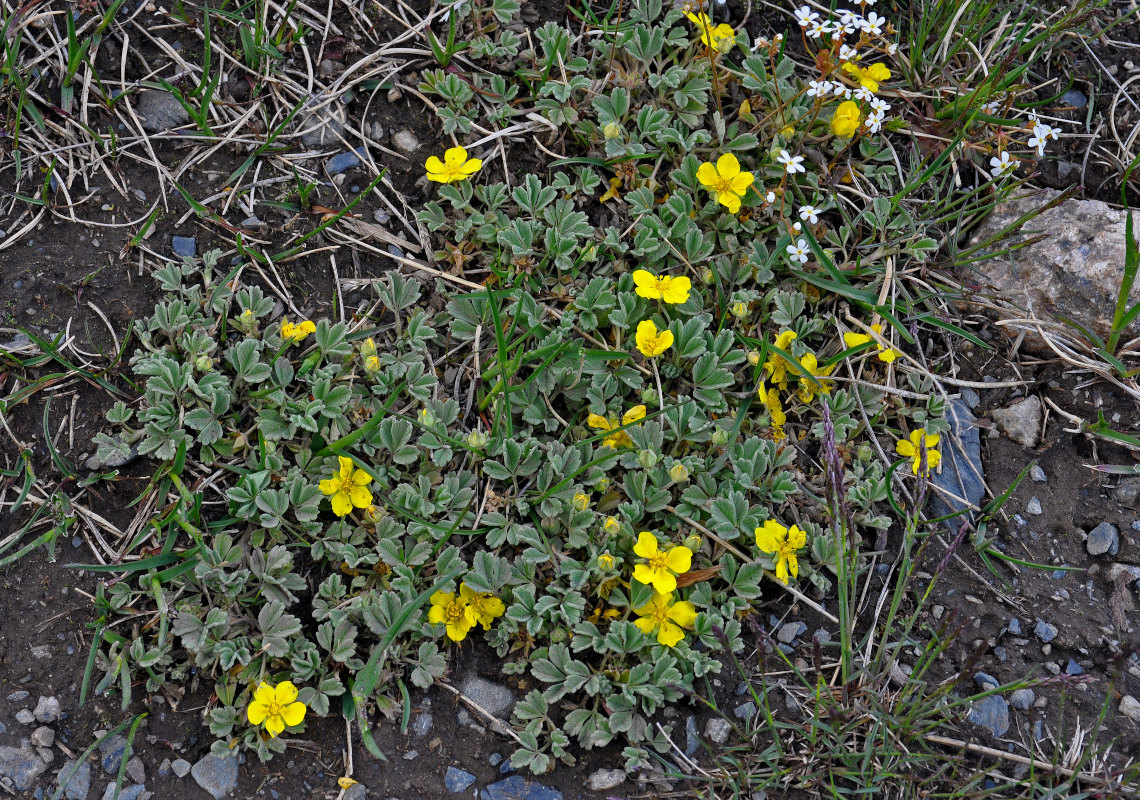 Image of Potentilla acaulis specimen.