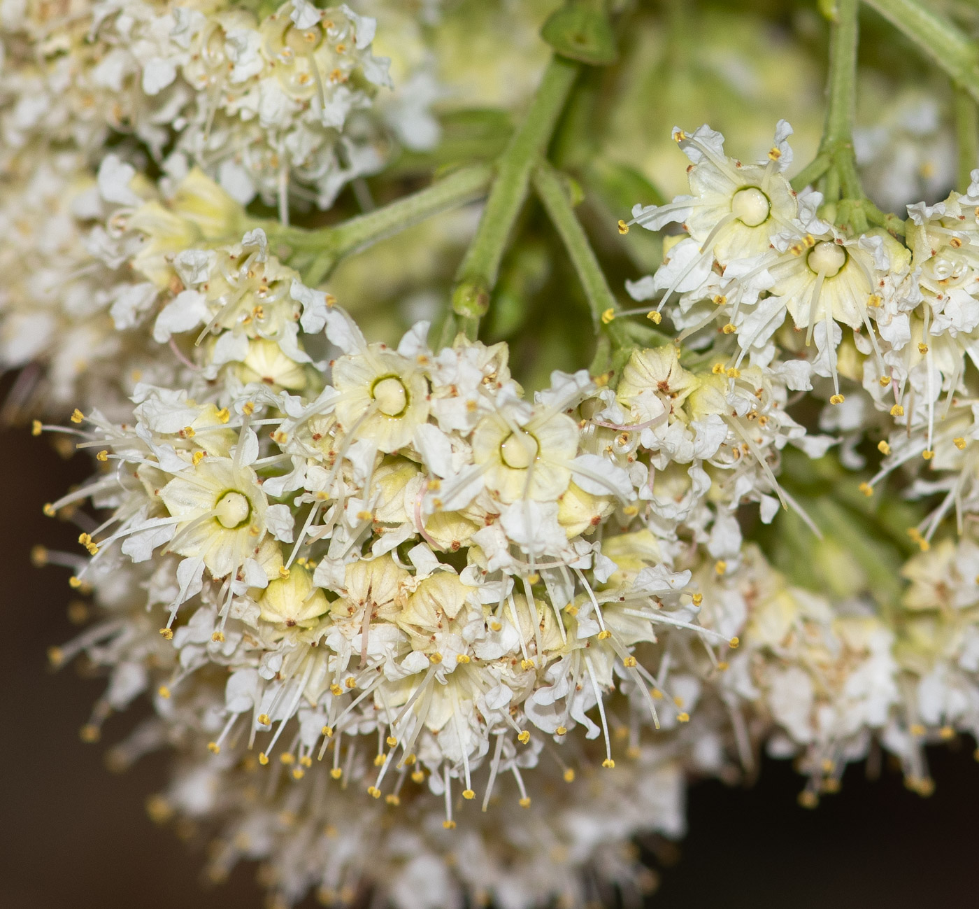 Image of Galpinia transvaalica specimen.